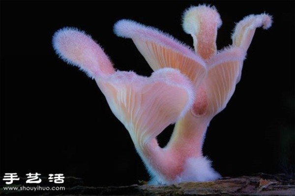 Incredible beauty: Appreciation of beautiful photography of fungi