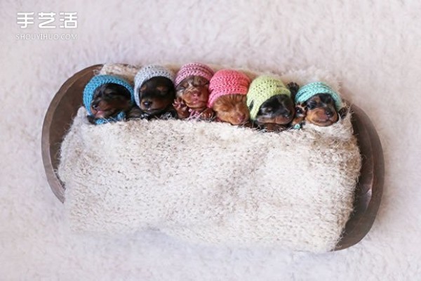 Healing Picture: A 100% Adorable Newborn Dachshund Baby