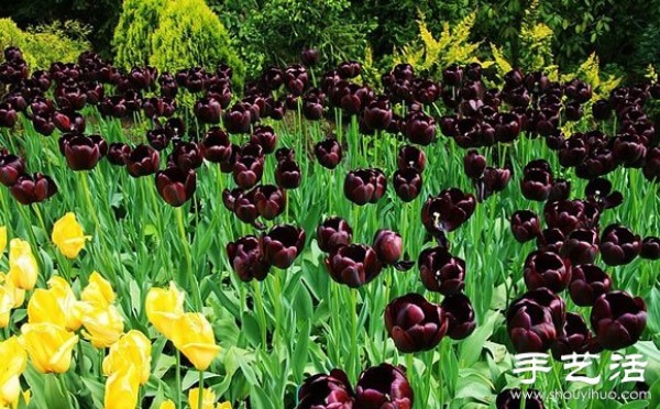 The most beautiful garden in spring - Keukenhof Park