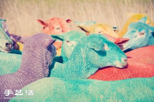 Fantasy Color Sheep Photography "DREAM SERIES"