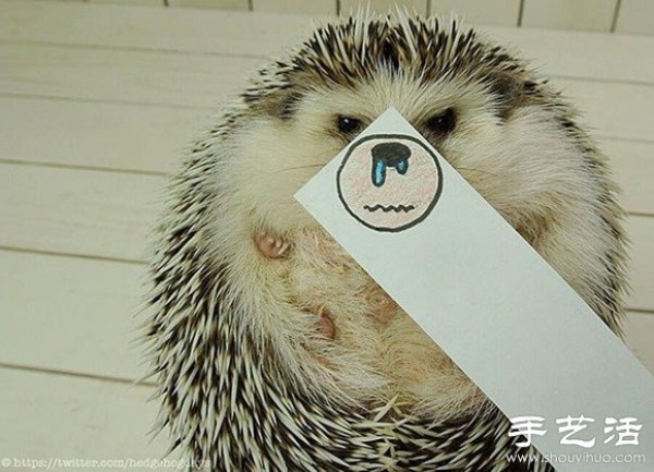 Little Creative DIY Super Cute Hedgehog Photography