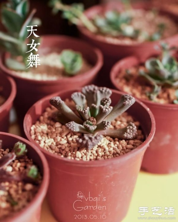 Introduction to cute and fleshy beautiful succulents