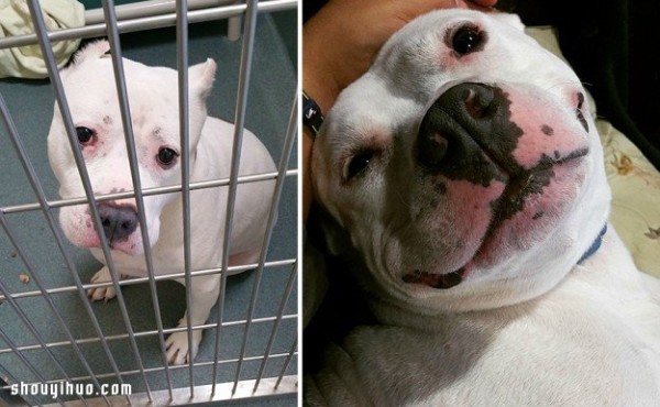 Pet photos before and after adoption let you see their mood changes