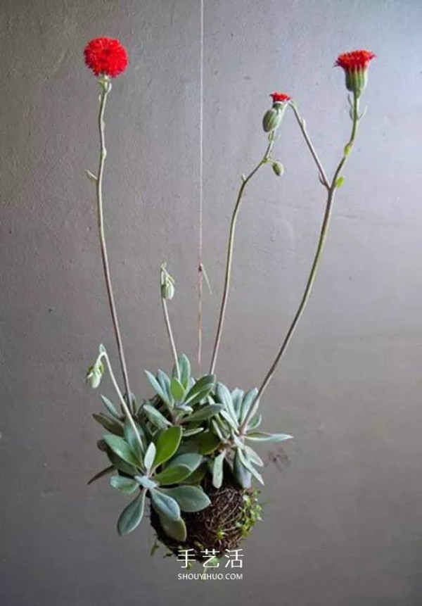 A land-saving and beautiful way to plant flowers, it turns out that flower pots can be placed like this