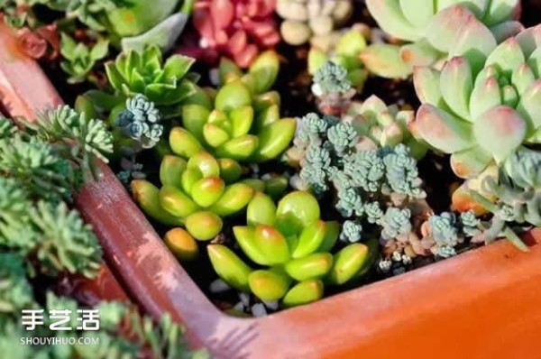 Introduction to succulents! A must-learn method for growing succulents for beginners