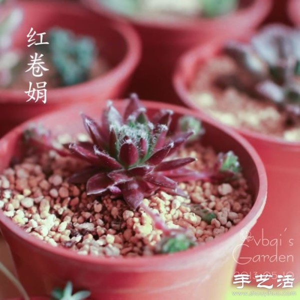 Introduction to cute and fleshy beautiful succulents