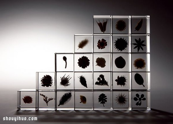 Exhibition of Herbarium Works in Kyoto to Heal the Universe in Cubes