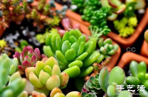 Beautiful and fresh succulent plant arrangement