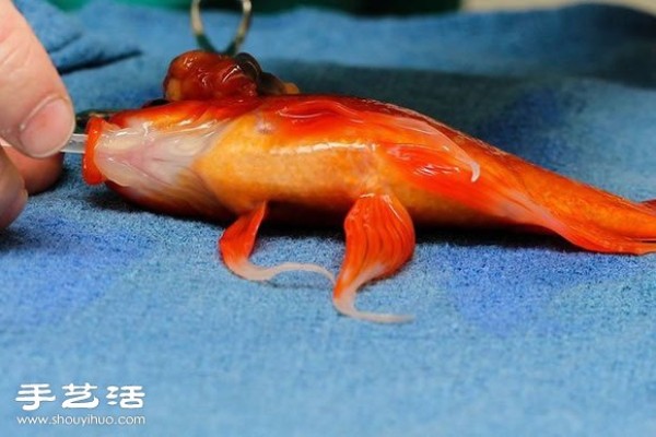 This owner decided to perform brain surgery on a 10-year-old goldfish