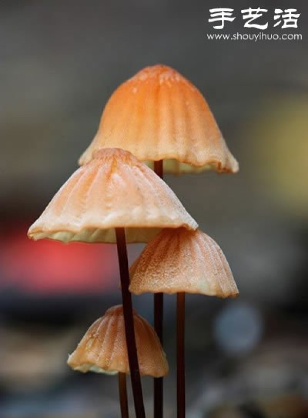 Beautiful and dreamy mushrooms, it turns out that mushrooms can also be viewed