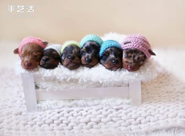 Healing Picture: A 100% Adorable Newborn Dachshund Baby