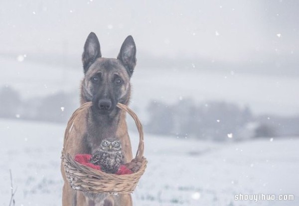 Real fairy tale ~ The pure love friendship between the little owl and the big dog