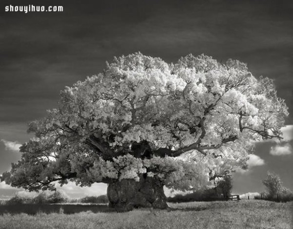 It took fourteen years to search for the oldest tree in the world