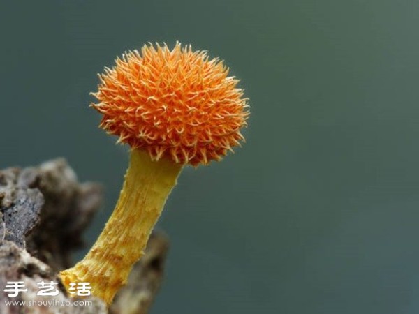 Incredible beauty: Appreciation of beautiful photography of fungi