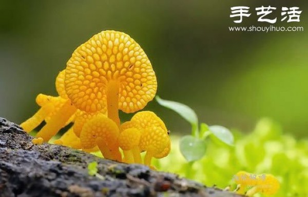 Beautiful and dreamy mushrooms, it turns out that mushrooms can also be watched