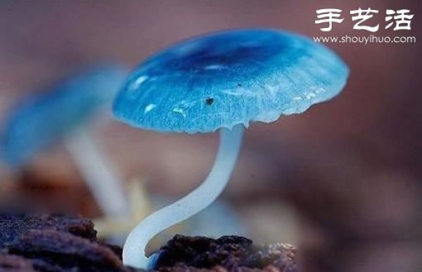 Beautiful and dreamy mushrooms, it turns out that mushrooms can also be viewed