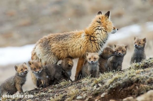 Photo of a fox taken by a mining engineer while working in the Arctic Circle