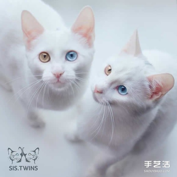 The most beautiful twins: the melting white kitten Sis.Twins.