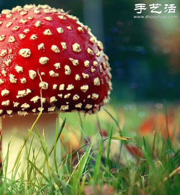 Beautiful and dreamy mushrooms, it turns out that mushrooms can also be viewed