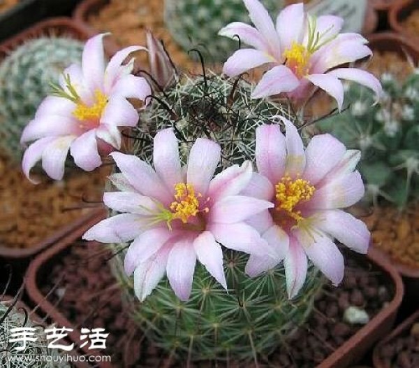 Beautiful Cactus Flower