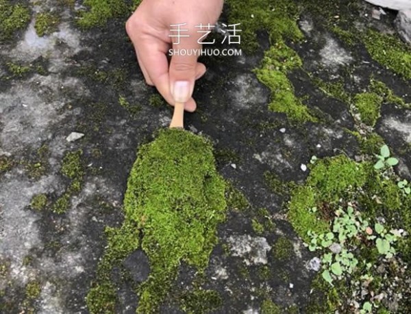 How to make bonsai shapes out of dead wood