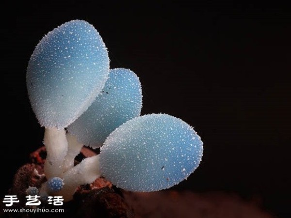 Incredible beauty: Appreciation of beautiful photography of fungi