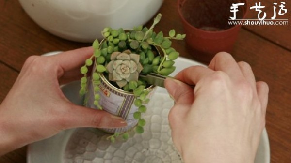 Transplanting succulents into tin cans, a tutorial on DIY fresh potted plants