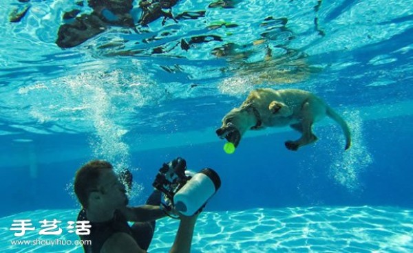 The photographer guides the puppy to swim to capture cute and natural pictures