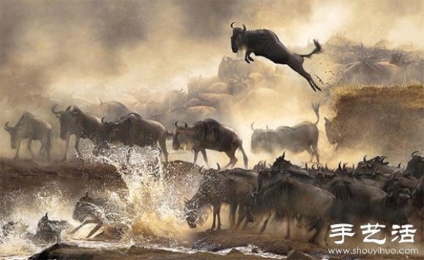 2014 Sony World Photo Contest: Fun and Wild Animal World