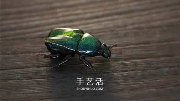 The extremely realistic insect glass sculpture is restored one to one! 