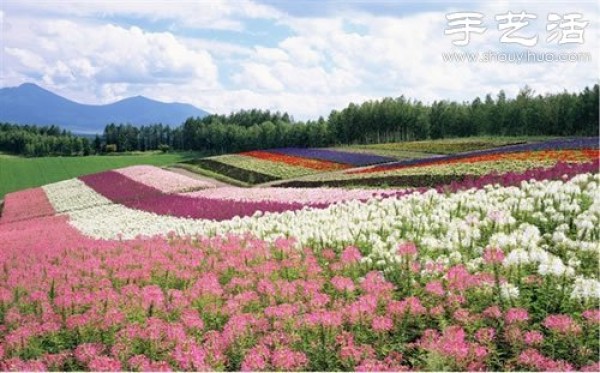 The top ten most beautiful seas of flowers in the world are stunning in their natural beauty