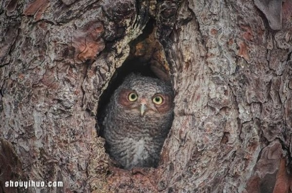 The camouflage skills of owls in the forest are even better than those of chameleons! 