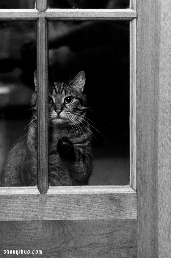 Its melting! The super cute animals stare through the window~