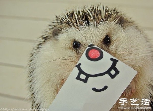 Little Creative DIY Super Cute Hedgehog Photography