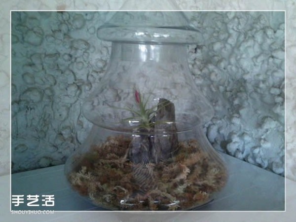 Sealed glass container bonsai DIY, almost no watering and fertilizing