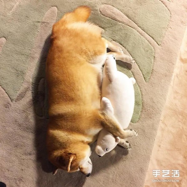 The Akita dog and its white bear best friend are sleeping in the same posture, so cute! 