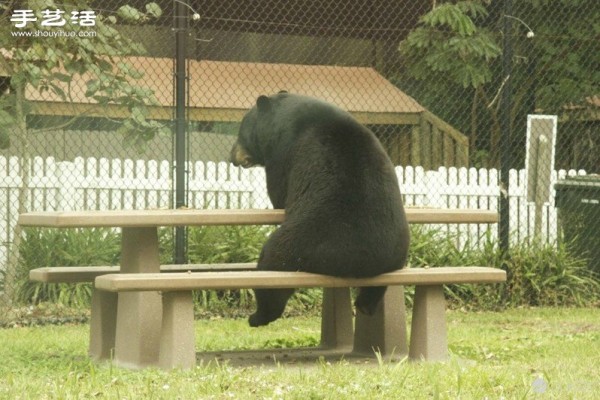 "Sorry, I am a human" cute black bear life photos