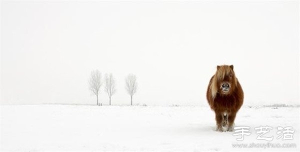 2014 Sony World Photo Contest: Fun and Wild Animal World