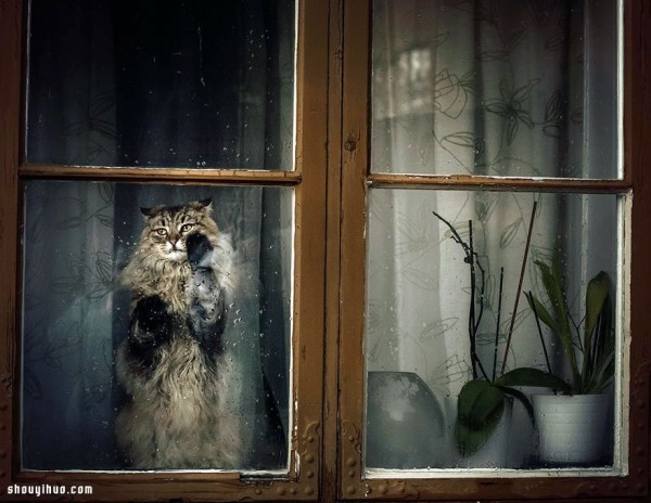 Its melting! Super cute animals staring through the window~