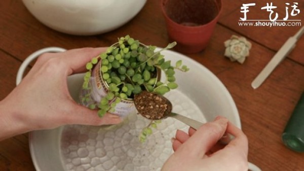 Transplanting succulents into tin cans, a tutorial on DIY fresh potted plants