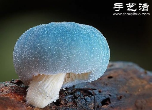 Beautiful and dreamy mushrooms, it turns out that mushrooms can also be watched