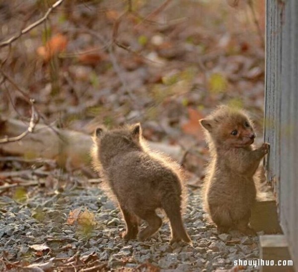 Cute photos of a fox baby that vindicates its treacherous image! 