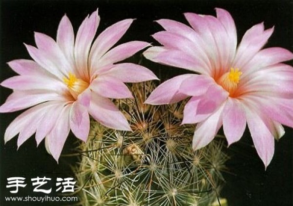 Beautiful Cactus Flower