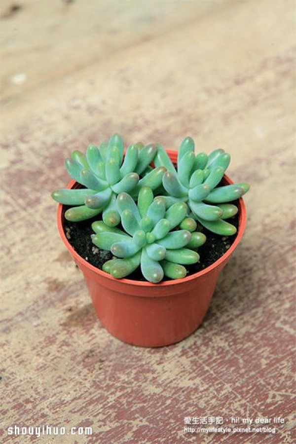 What is suitable for planting in winter? A combination of succulents that are more beautiful the colder it is