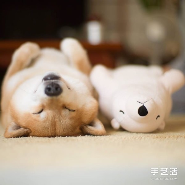 The Akita dog and its white bear best friend are sleeping in the same posture, so cute! 