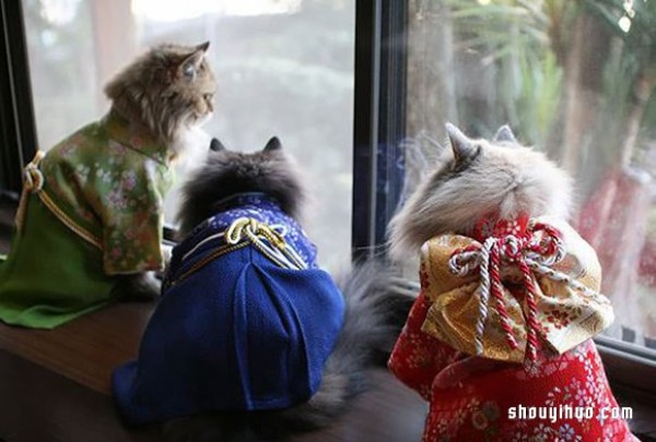 The super cute cat star and kimono that have an indissoluble bond with the kimono