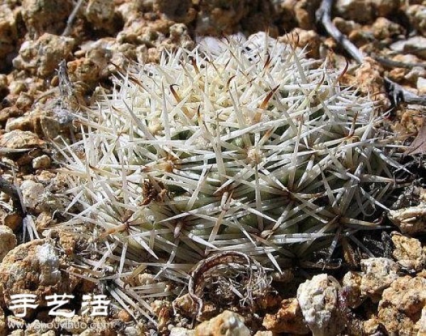 Beautiful Cactus Flower