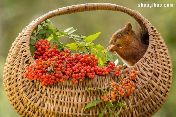 The scenery seen from the window of my house: the funny squirrel paradise!