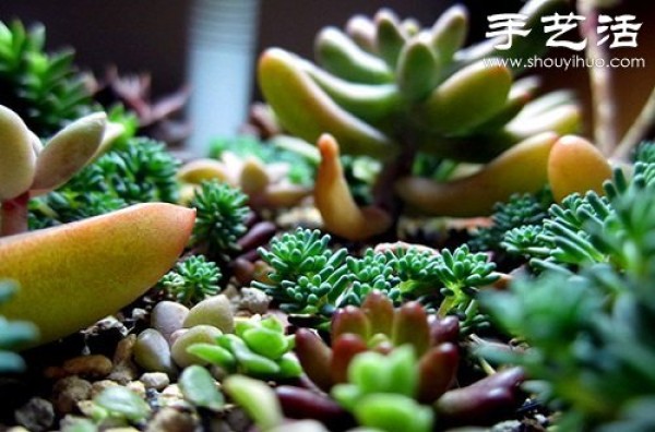 Introduction to succulent plant care and how to care for succulents