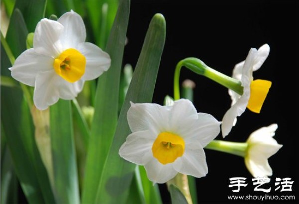 How to grow narcissus, how to grow narcissus